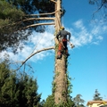 Jardineros, Tala Árboles, Mantenimiento Jardines