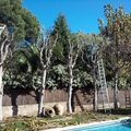 Jardineros, Mantenimiento Jardines, Tala Árboles