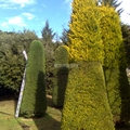 Jardineros, Tala Árboles, Mantenimiento Jardines