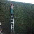 Jardineros, Tala Árboles, Mantenimiento Jardines
