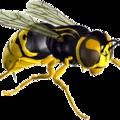 avispa