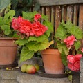 Begonias
