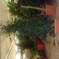 Ficus benjamina