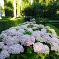 Macizo hortensia rosa