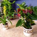 plantas ornamentales 
