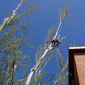 Poda de seguridad en chopos grandes
