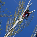 Poda de seguridad en chopos grandes