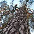 Trabajo en arbol gigantesco.