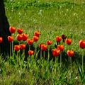 Tulipanes