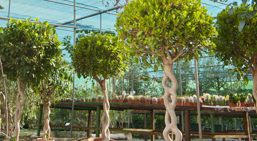Centro de Jardinería