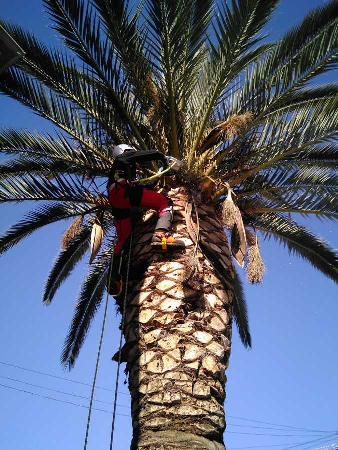 Tala de palmera
