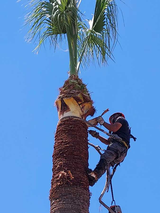 Poda de palmera para mantenimiento de un jardín espectacular