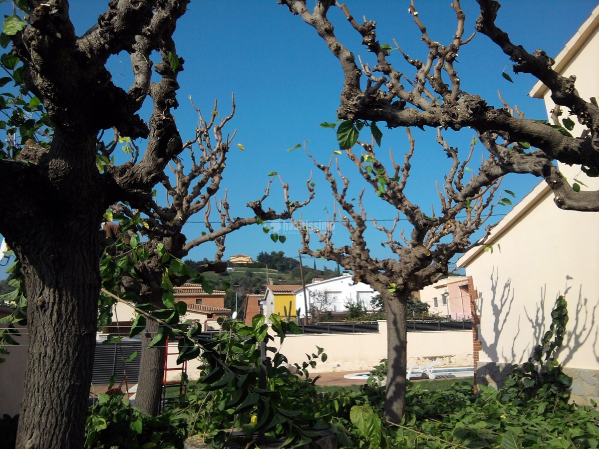 Jardineros, Tala Árboles, Mantenimiento Jardines