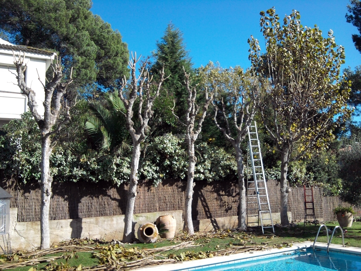 Jardineros, Mantenimiento Jardines, Tala Árboles