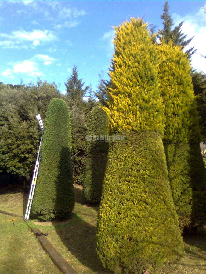 Jardineros, Tala Árboles, Mantenimiento Jardines