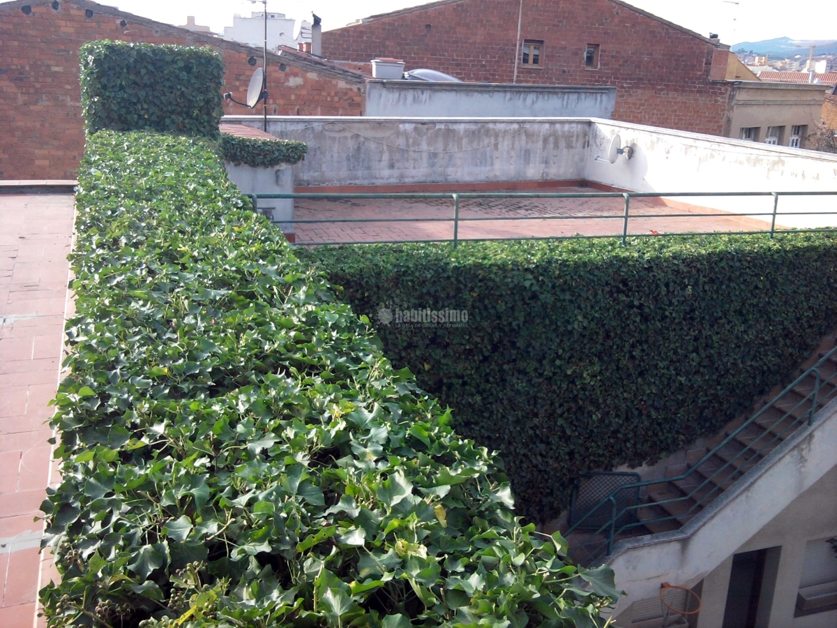 Jardineros, Tala Árboles, Mantenimiento Jardines