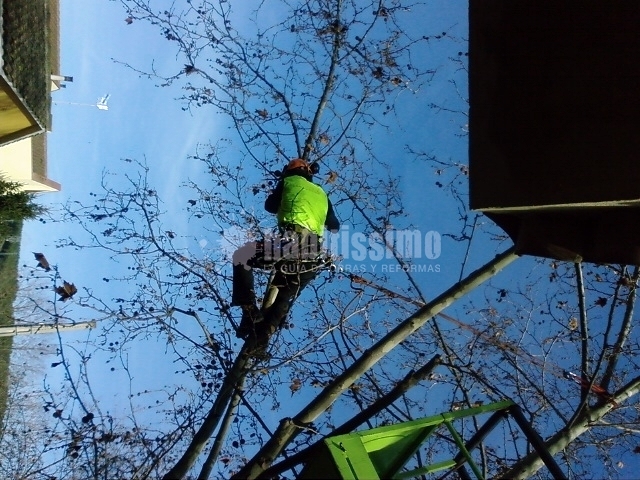 Jardineros, Mantenimiento Jardines, Tala Árboles