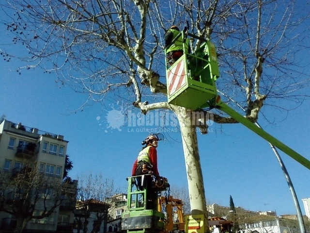 Jardineros, Mantenimiento Jardines, Tala Árboles