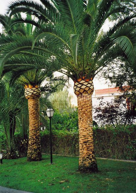 Jardineros