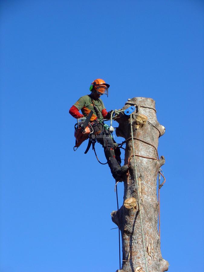 Jardineros, Tala Árboles, Mantenimiento Jardines