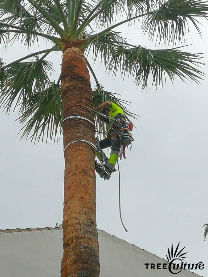 washingtonia filifera