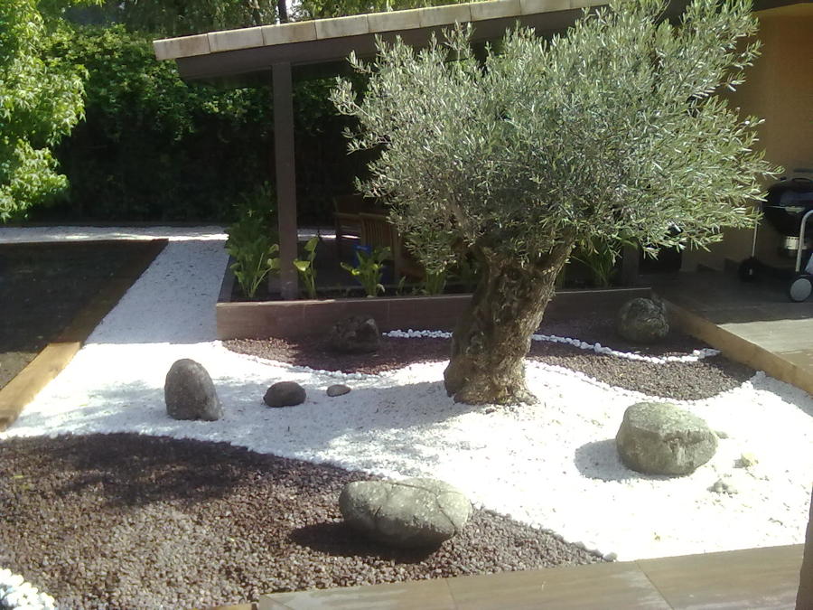 Olivo  decorado con grava