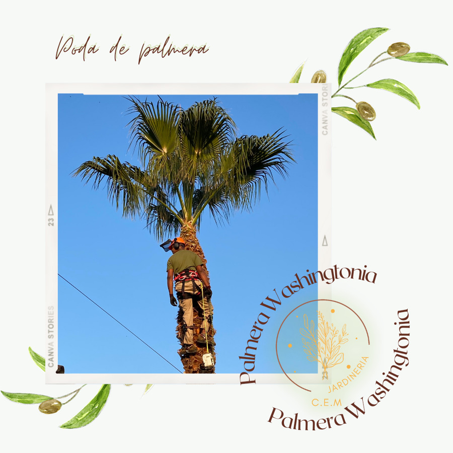Poda de palmera Washingtonia