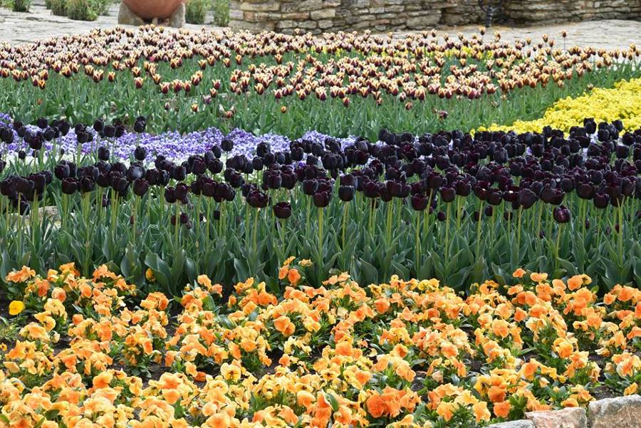 Plantar flores en primavera 2016/2017