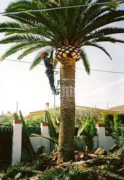 Jardineros, Podas, Riegos