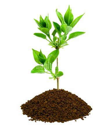 Jardineros, Riegos, Podas