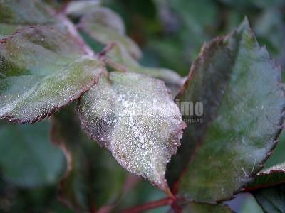 Jardineros, Riegos, Podas