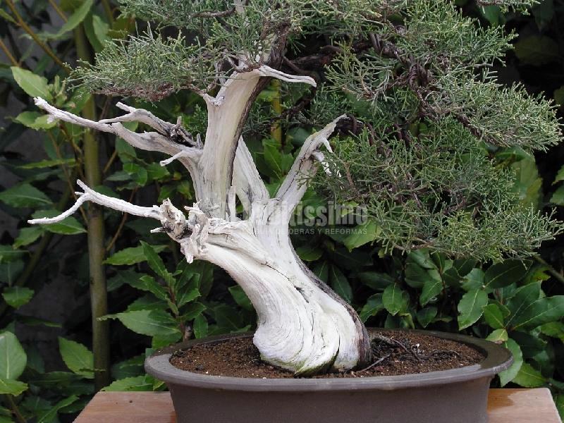 Jardineros, Podas, Riegos