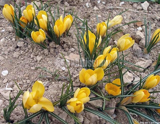 Jardineros, Podas, Riegos