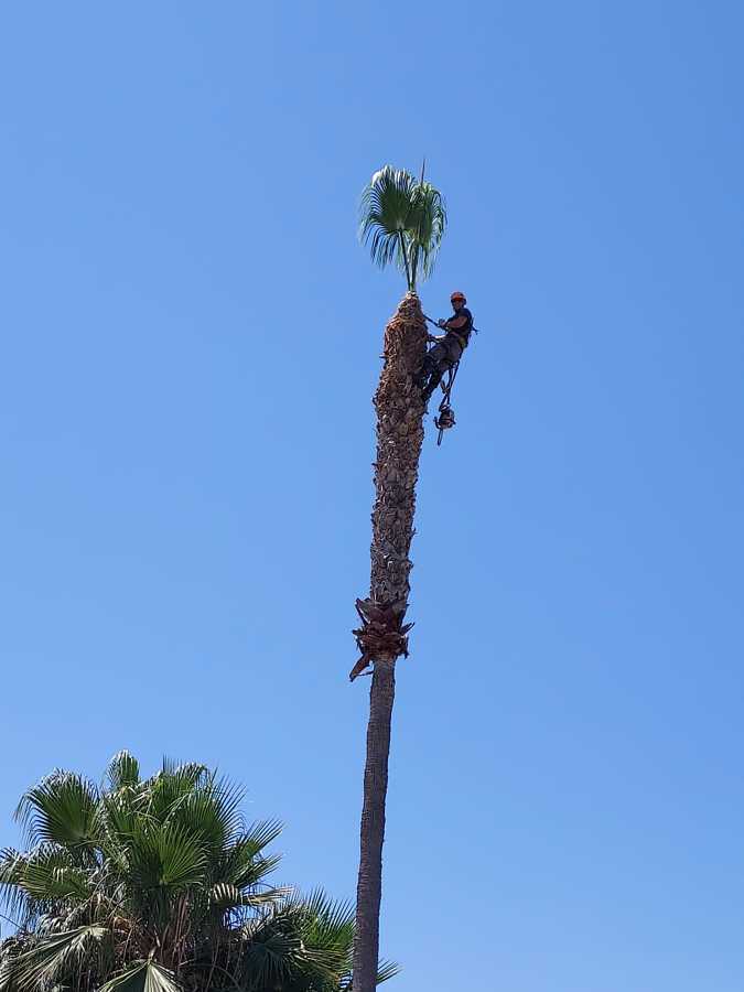 Poda de palmera para mantenimiento de un jardín espectacular