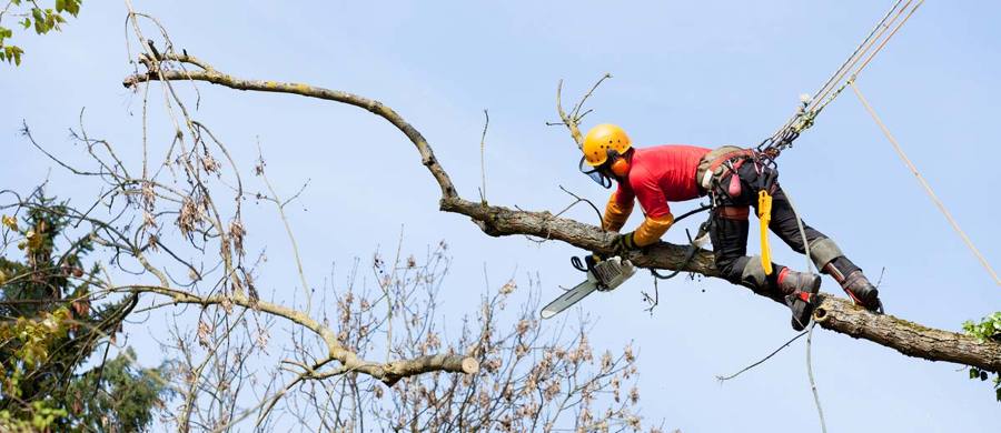 Fresh Garden Jardinería en Torrelodones