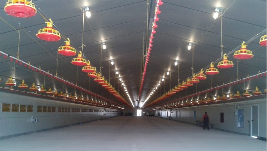 Explotación avícola de engorde