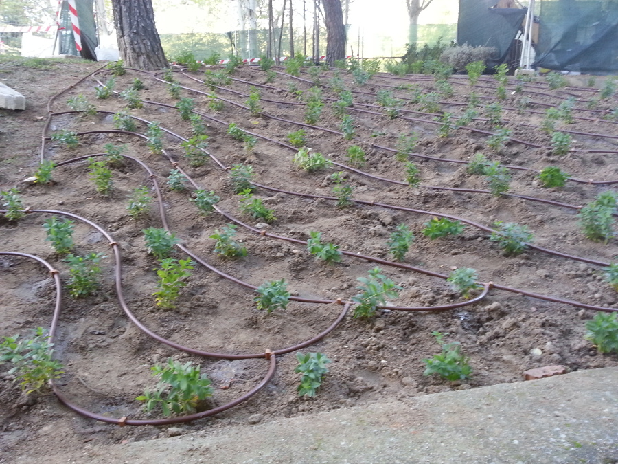 RIEGO POR  GOTEO  EN  NUEVA PLANTACION