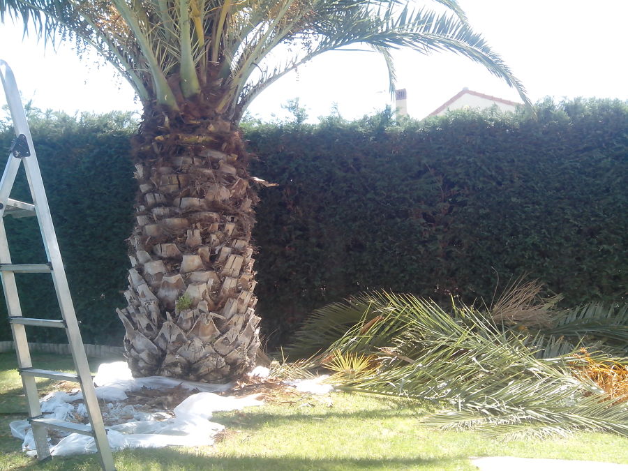 poda de palmera