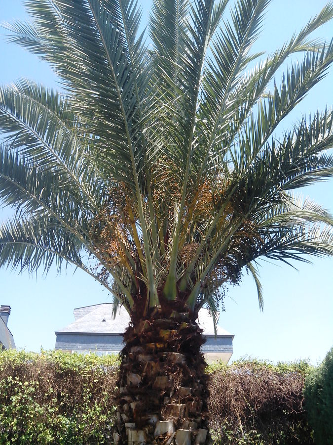 poda de palmera
