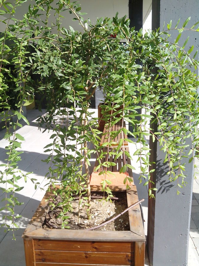 plantacion de Granado