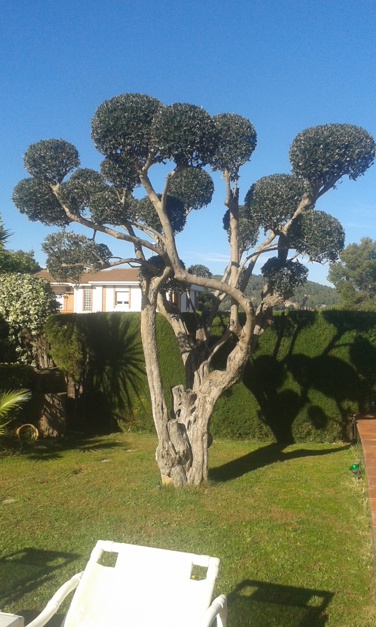 Poda de olivos decorativos