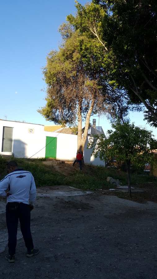 Poda de árboles de más de 6 mtrs
