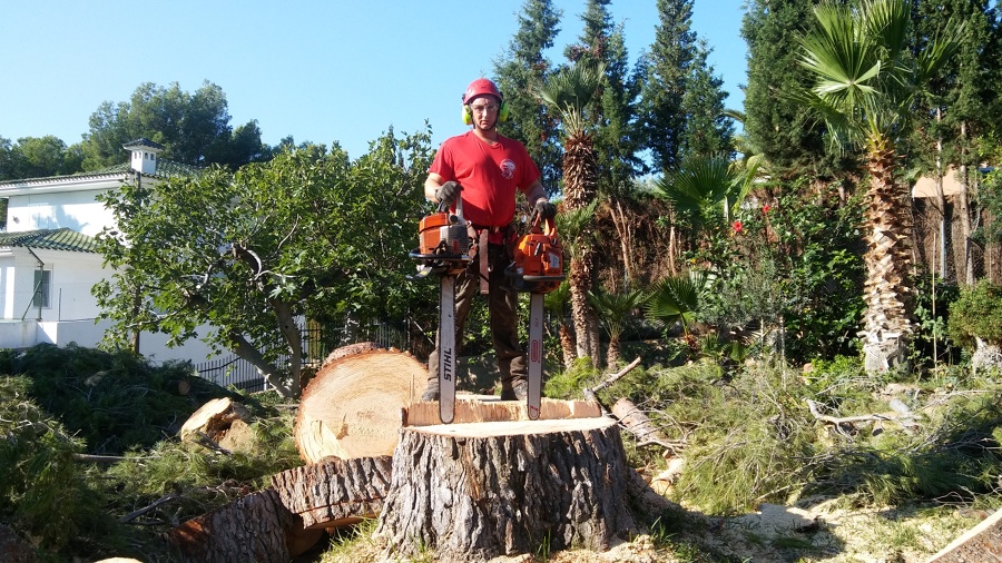 Tala pino gigante en benicasim