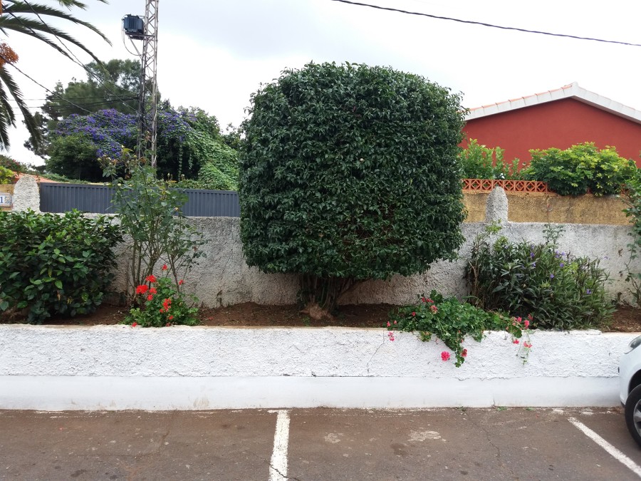 finalizacion de poda y limpieza