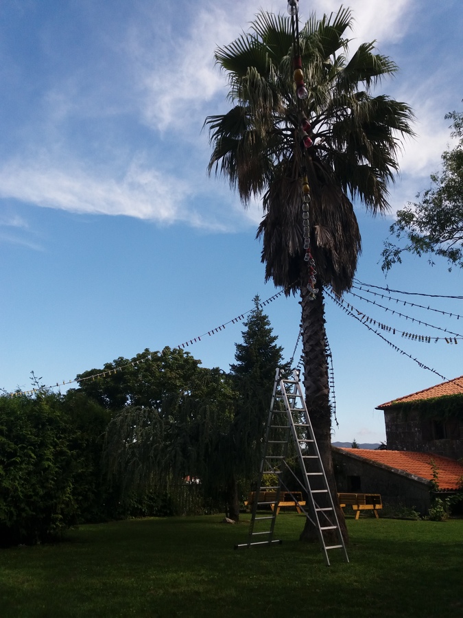 Limpieza de hojas secas de palma - escalera o alpino
