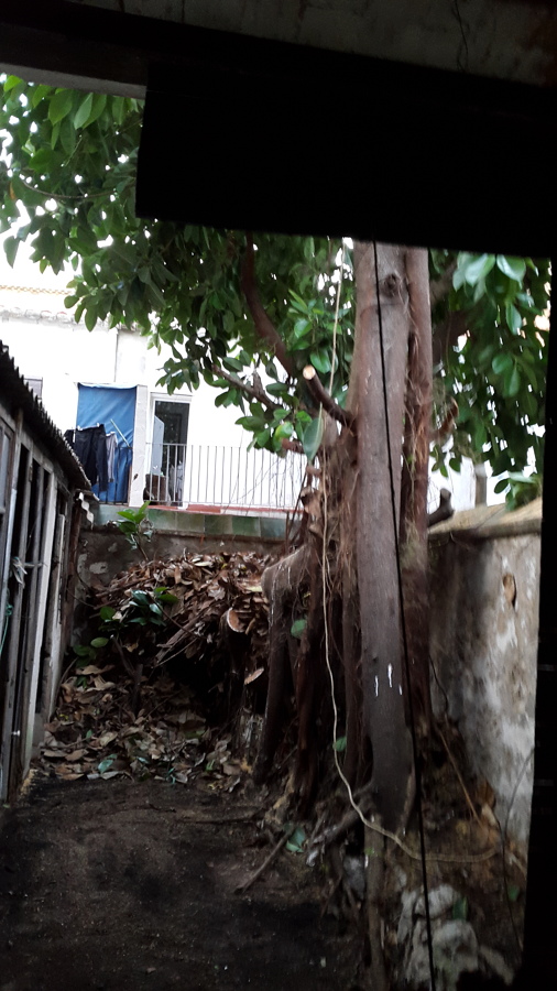 ERA UN ÁRBOL CON MUCHO PIES.