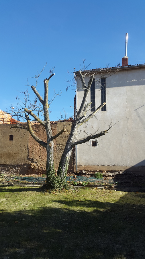 Nogal despues de poda en altura