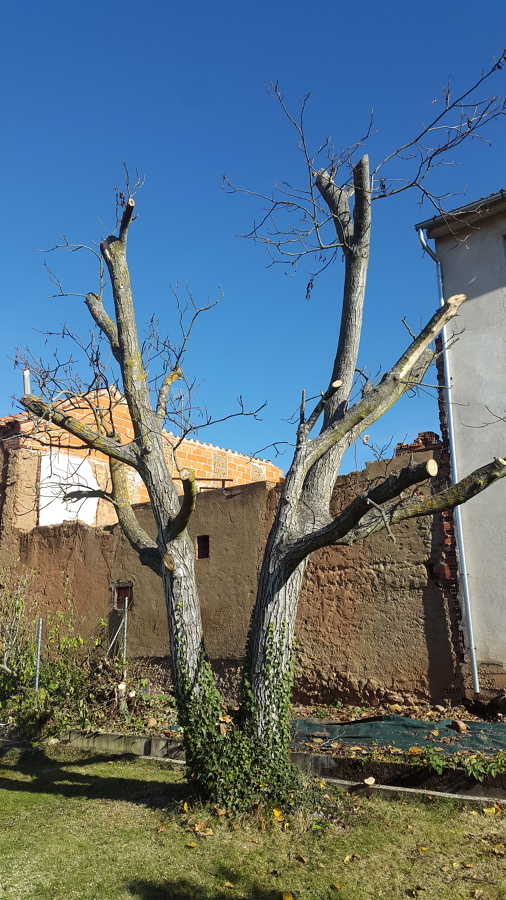 Nogal despues de la poda