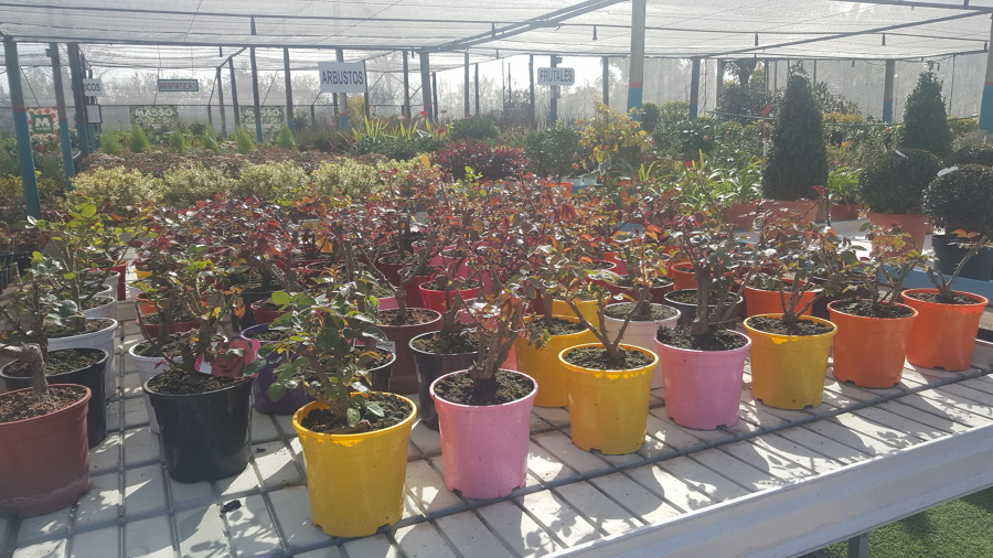 Rosales, arbustos y trepadoras