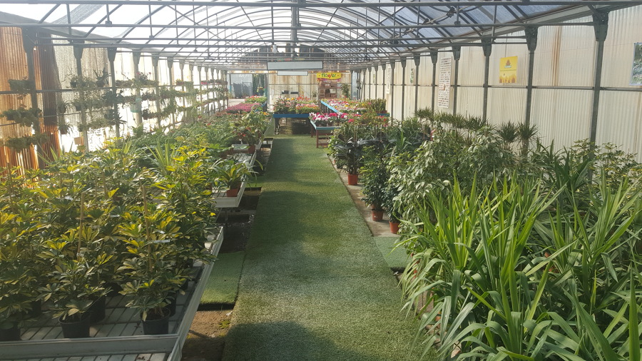 Plantas y flores de interior